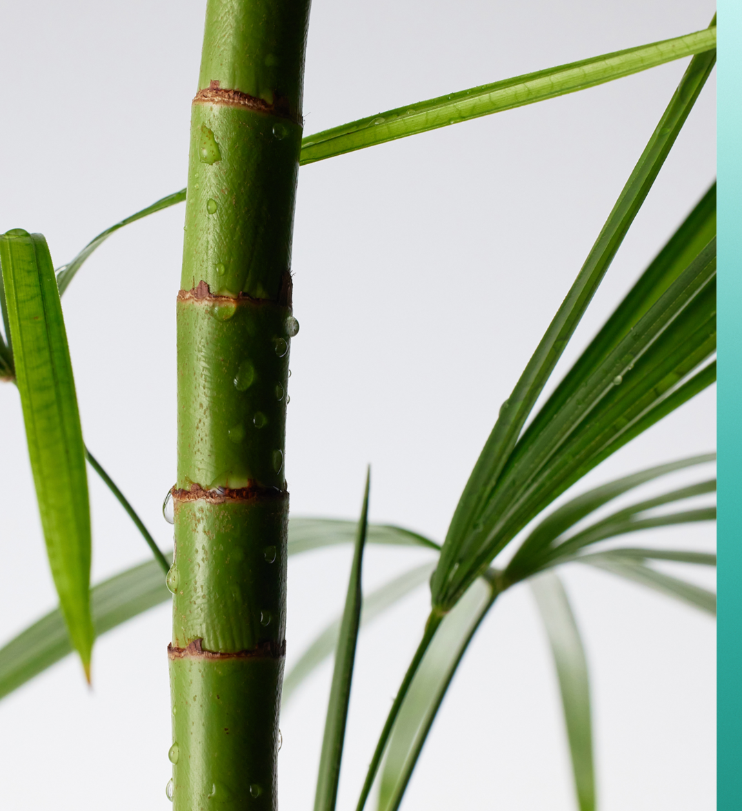 PURITO SEOUL | Hidratante. Mighty Bamboo Panthenol Cream – 100ml